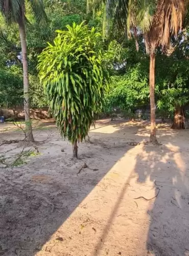 Imóvel em Jangurussu